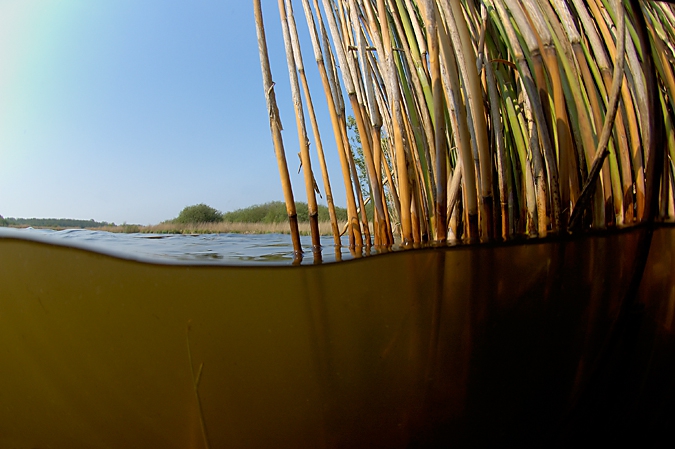 Landscape with reed, Zuidlaardermeer