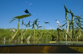 Banded Demoiselle (Calopterix splendens ), Annerveense Mond       