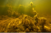 Algae form mysterious landscapes