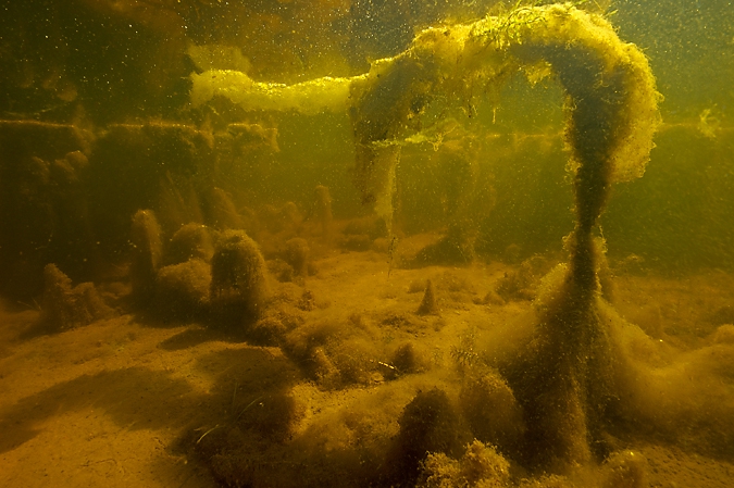 Algae landscape, Bollema