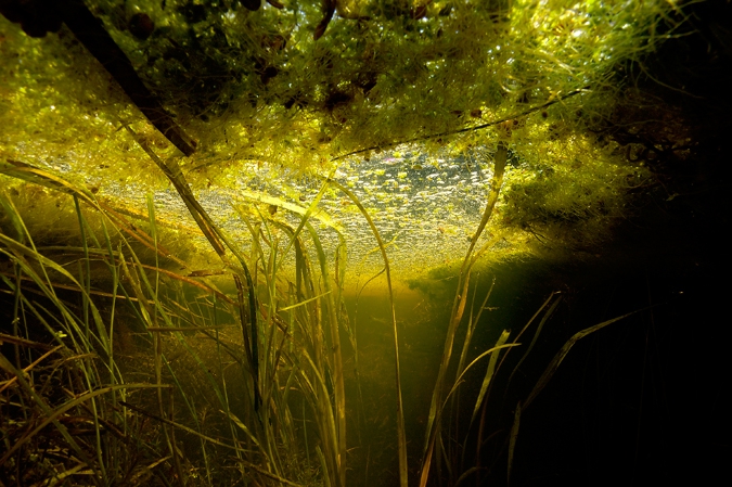 Brook landscape, Geeserstroom