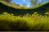 Duckweed (Lemna minor ).