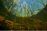 Bulrush ( ( Typha latifolia ), Geeserstroom.