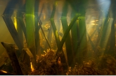 Bulrush ( Typha latifolia ) , Oude Diep