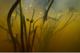 Arrowhead ( Sagittaria sagittifolia ), Oude Diep