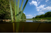 Bullrush ( Typha latifolia ), Waterleiding naar Olde vaarrt