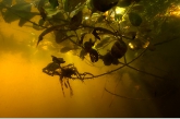 Leaves underwater, Waterleiding naar Olde Vaart.