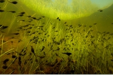 Tadpoles, Rheebruggen.