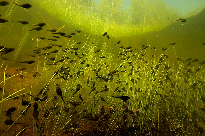 Tadpoles, Rheebruggen.