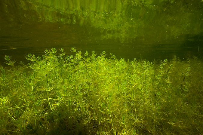 Stonewort, Rheebruggen.