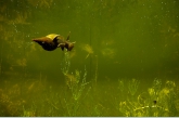 Great Pond Snail ( Lymnaea stagnalis) , Rheebruggen.