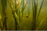 Waterplants and snails, Rheebruggen.