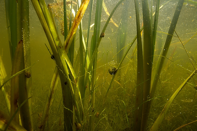 Waterplants and snails, Rheebruggen.