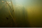 Branched Bur-reed ( Sparganium erectum ), Oostervaartse Diep