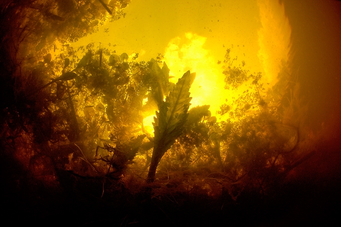 Beneath the floating waterplants, Kolonievaart