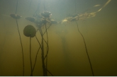 Fringed Water-lily ( Nymphiodes peltata ) ,Vledder Aa