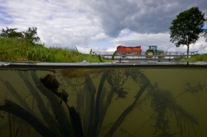 Water Soldier (Stratiotes aloides ), Vledder Aa