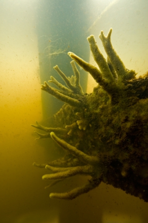 Freshwater sponge under the bridge