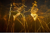 Floating Pondweed ( Potamogeton natans ), Ven Kliplo