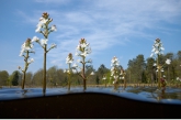 Bogbean ( Menyantes trifoliata ), Ven Diepveen