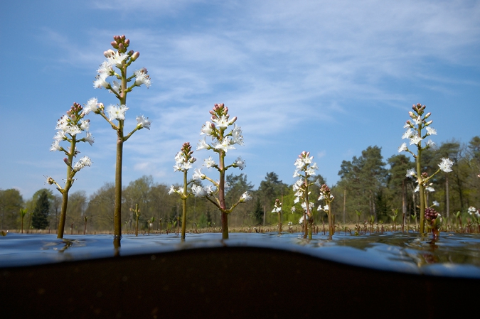 Bogbean ( Menyantes trifoliata ), Ven Diepveen