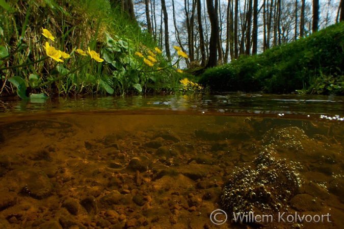 Dotterbloemen  ( Caltha palustris ) langs het Smalbroekenloopje