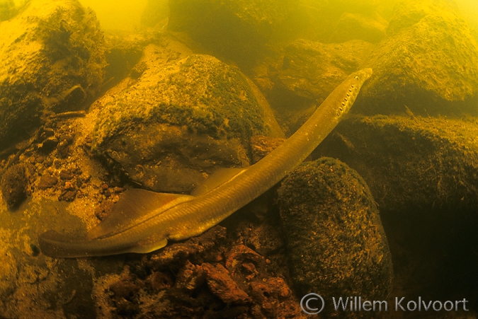 Rivierprik ( Lampetra fluviatilis ), Gasterense Diep