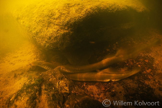 Paaiende rivierprikken ( Lampetra fluviatilis ), Gasterense Diep