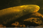 Close up van een rivierprik ( Lampetra fluviatilis ), Gasterense Diep