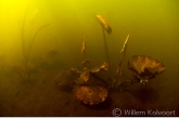 Waterlelie ( Nymphaea alba ), Friesche Veen