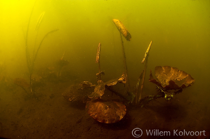 Waterlelie ( Nymphaea alba ), Friesche Veen