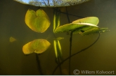 Gele Plomp ( Nuphar lutea ), Friesche Veen