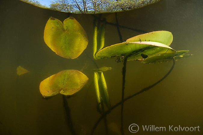 Gele Plomp ( Nuphar lutea ), Friesche Veen