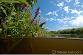 Moerasandoorn ( Stachys palustris ) in Hunzemeander.