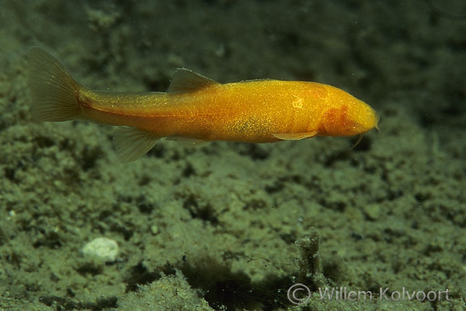 Blind loach ( Noemacheilis starostini )  