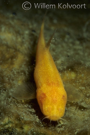 Blind loach ( Noemacheilis starostini )  