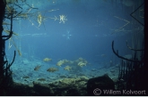 Wild carp in a lake