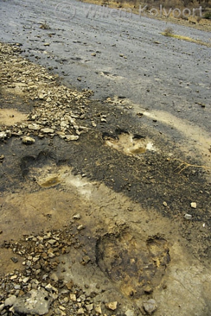 Footprints of the Iguanodont in the Kugitang mountains