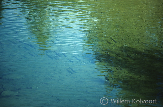 Salmon in the river