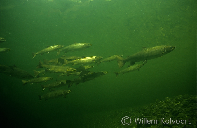 Atlantic salmon ( Salmo salar )