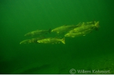 Atlantic salmon ( Salmo salar )