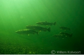 Atlantic salmon ( Salmo salar )