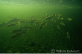 Atlantische zalmen ( Salmo salar ) in de pool