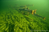 De Atlantische zalm in Canada