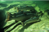 Atlantic salmon ( Salmo salar ) in the current 