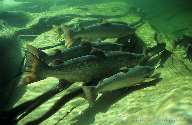 Atlantic salmon ( Salmo salar ) in the current 