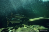 Atlantic salmon ( Salmo salar ) in the current 