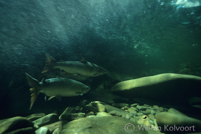 Zalmen in de stroming