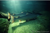 Resting Atlantic salmon ( Salmo salar )