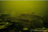 Atlantische zalmen ( Salmo salar ) in een laaglandrivier